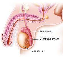 Coronavirus : testicules chez les hommes peuvent également faire mal